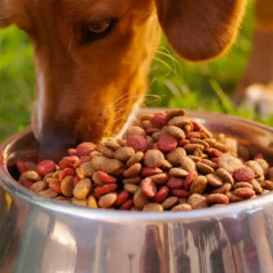 Relaxdays 4er Napfset Hund Größe S -Angebote Gourmet Kueche Store cfbd431e6548c1630460e210fe3fc7a0